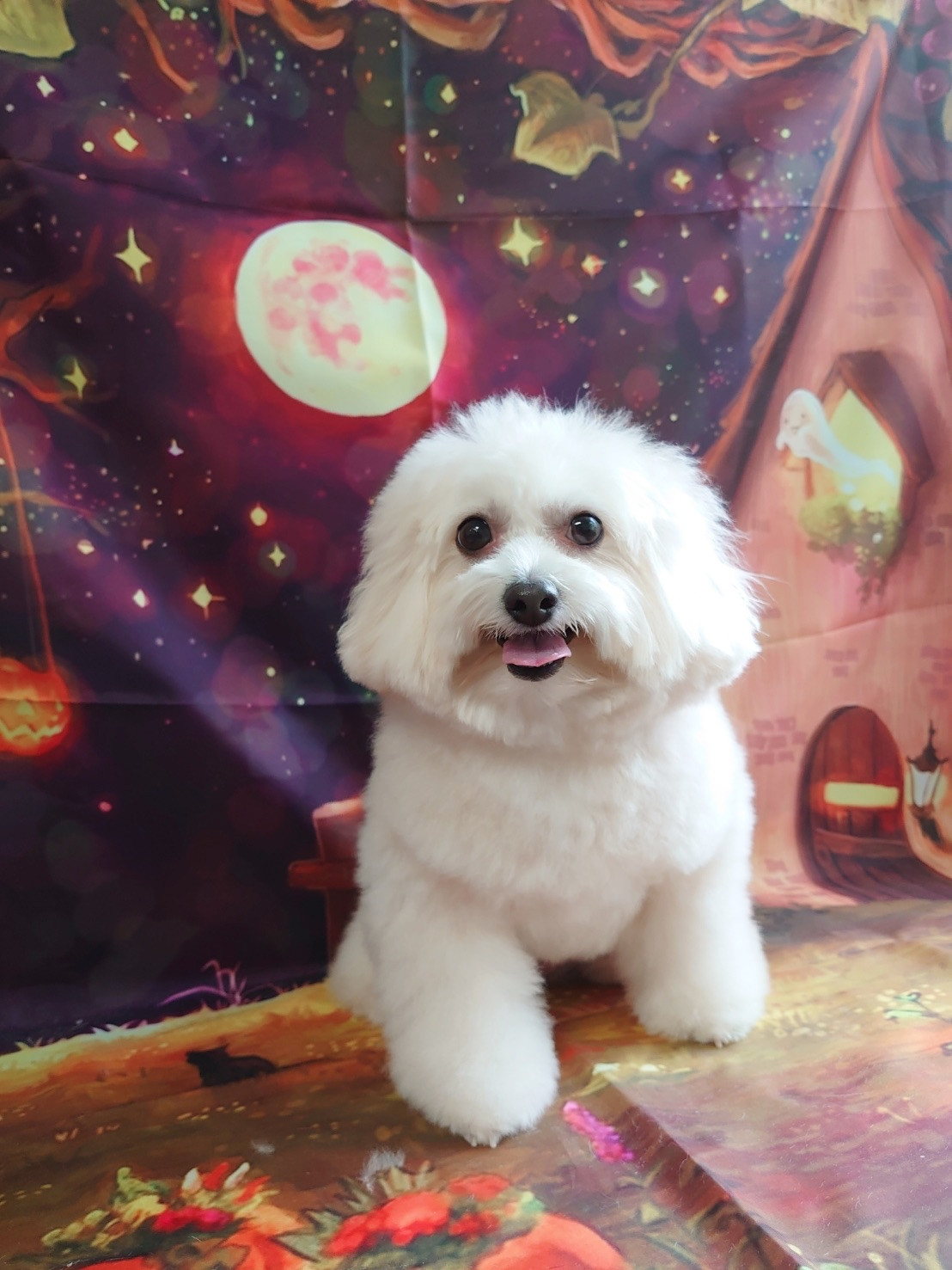 MIXのななちゃん シャンプーコース