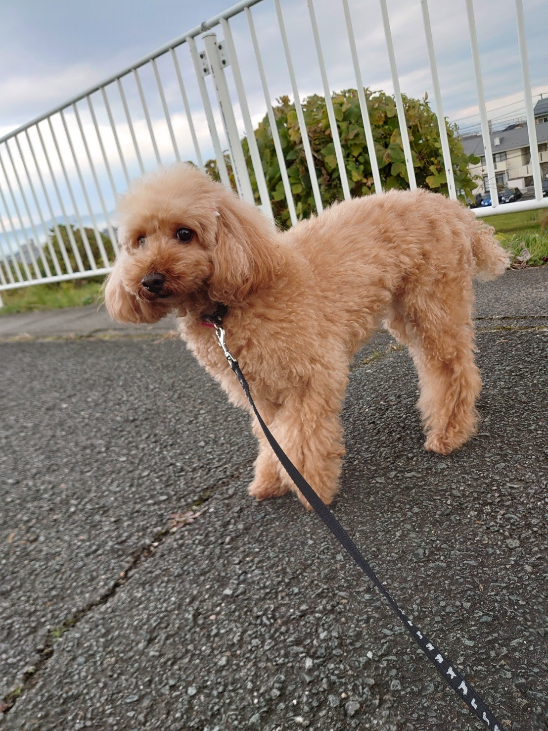 プードルの花ちゃん&空ちゃん&ももちゃん&みかんちゃん お泊まりの様子