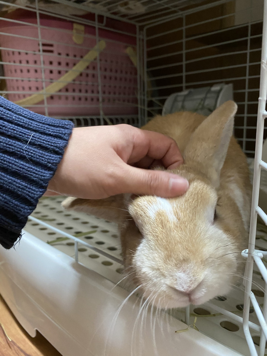 うさぎのぽぽちゃん&めめちゃん お泊まりの様子