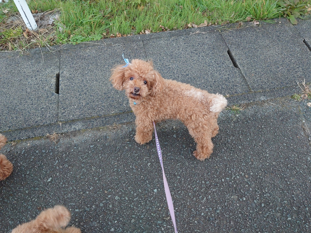 プードルの花ちゃん&空ちゃん&ももちゃん&みかんちゃん お泊まりの様子