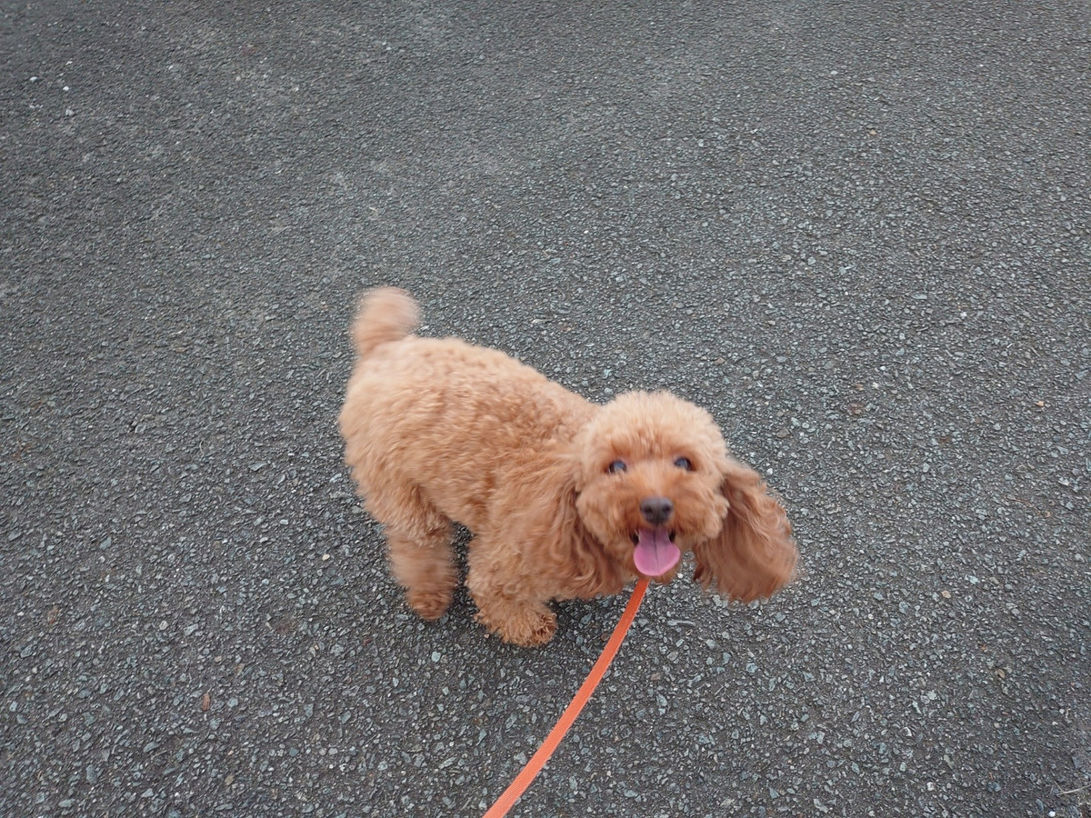 プードルの花ちゃん&空ちゃん&ももちゃん&みかんちゃん お泊まりの様子