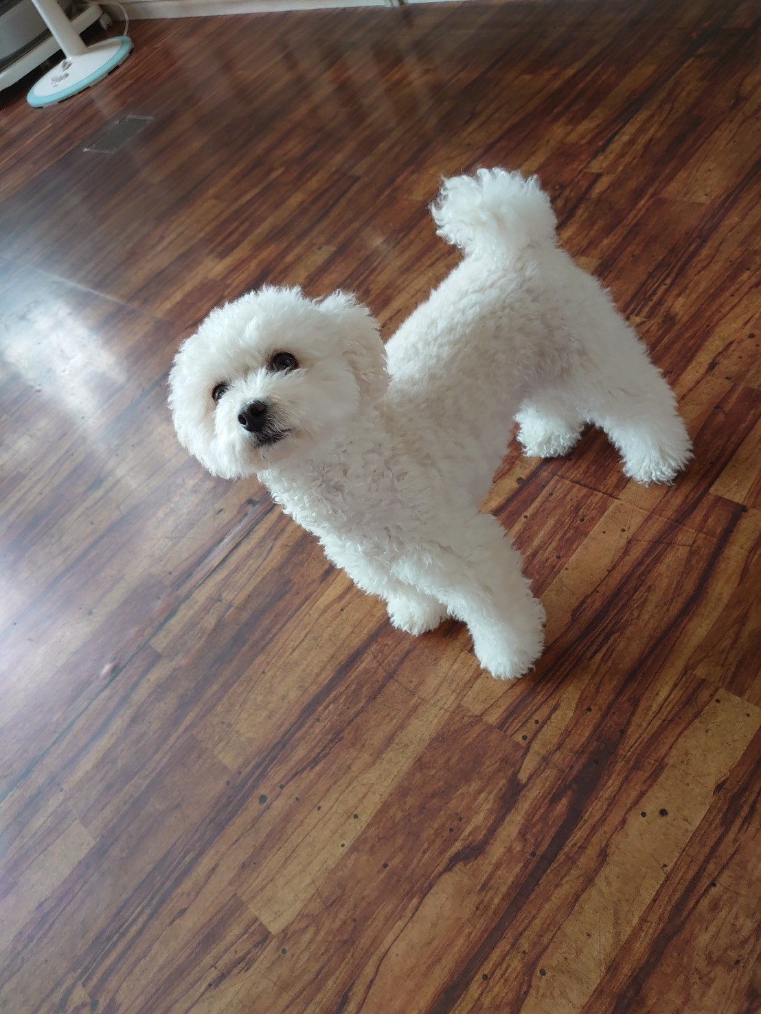 プードルの白玉ちゃん お泊まりの様子