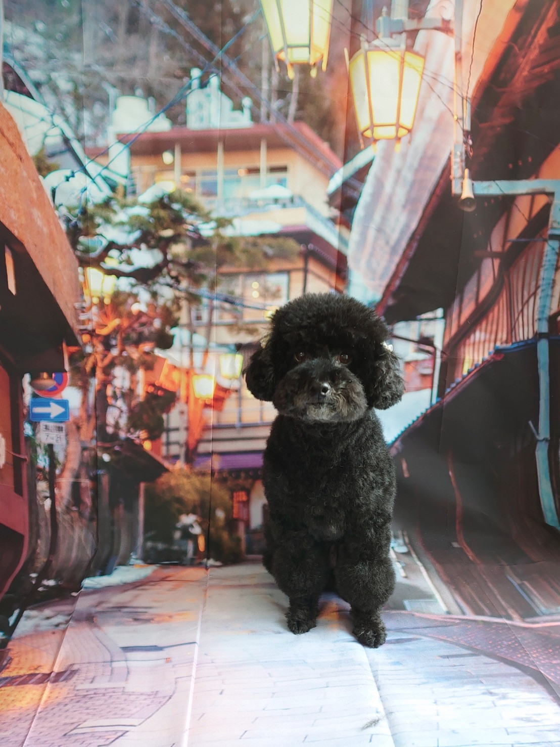 プードルのクールちゃん シャンプーコ ース