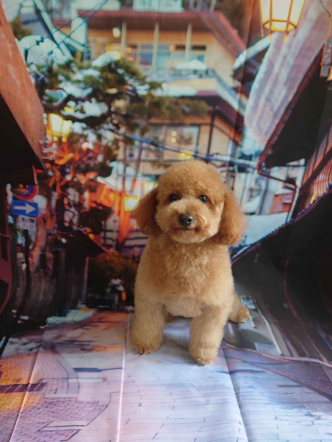 プードルのチョコちゃん グルーミングコース