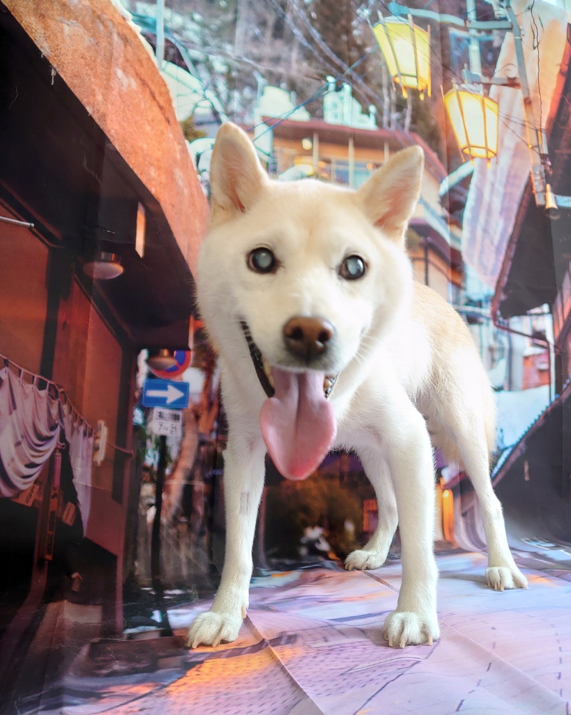 柴のソラちゃん シャンプーコース お爪切り