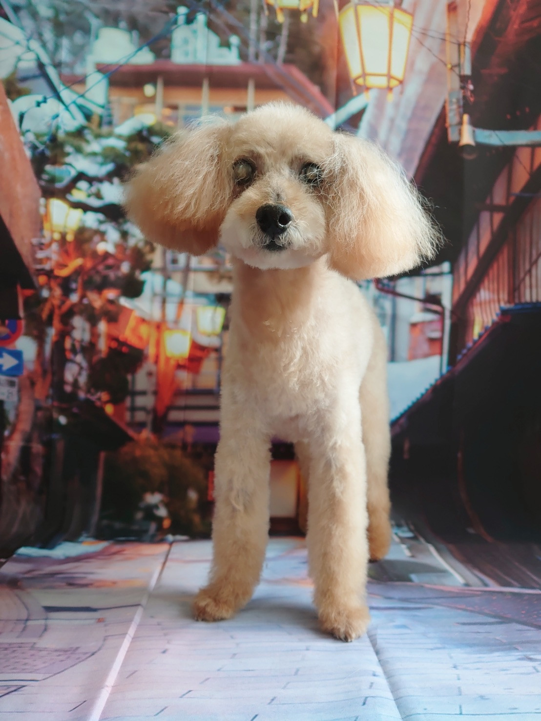 プードルのショコラちゃん トリミングコース