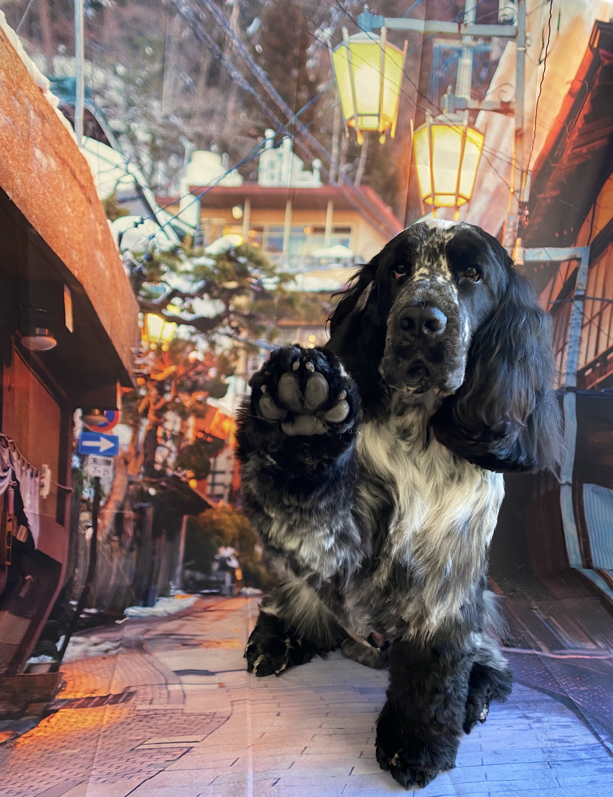 イングリッシュコッカーのWillちゃん トリミングコース