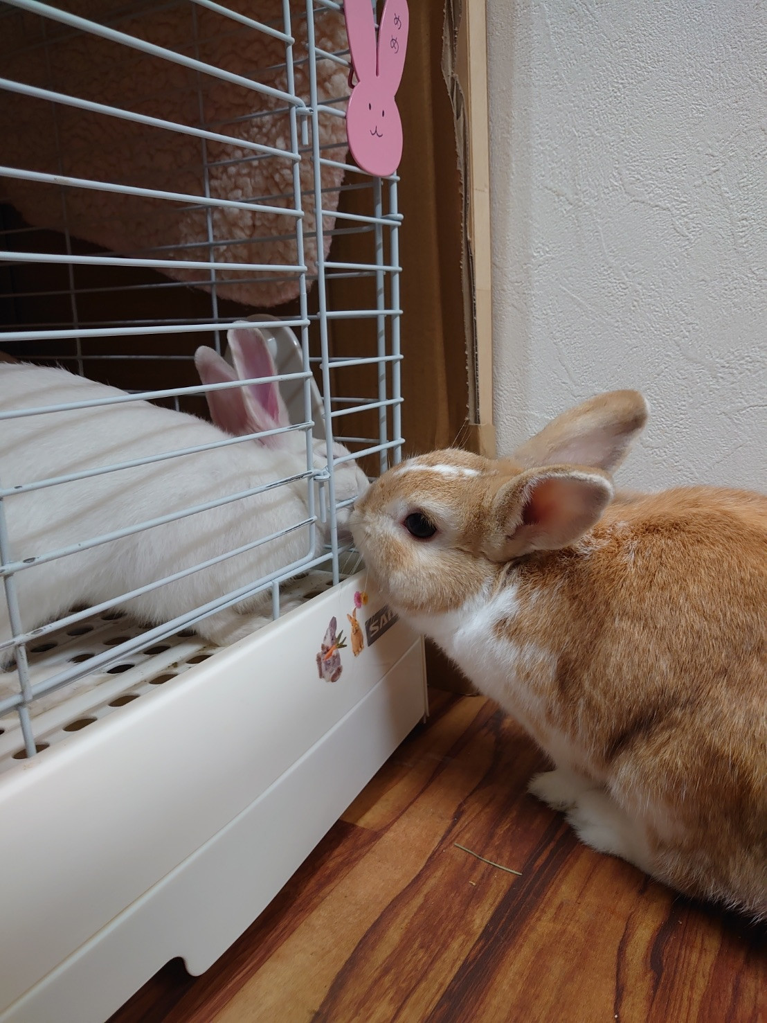 うさぎのぽぽちゃん&めめちゃん お泊まりの様子