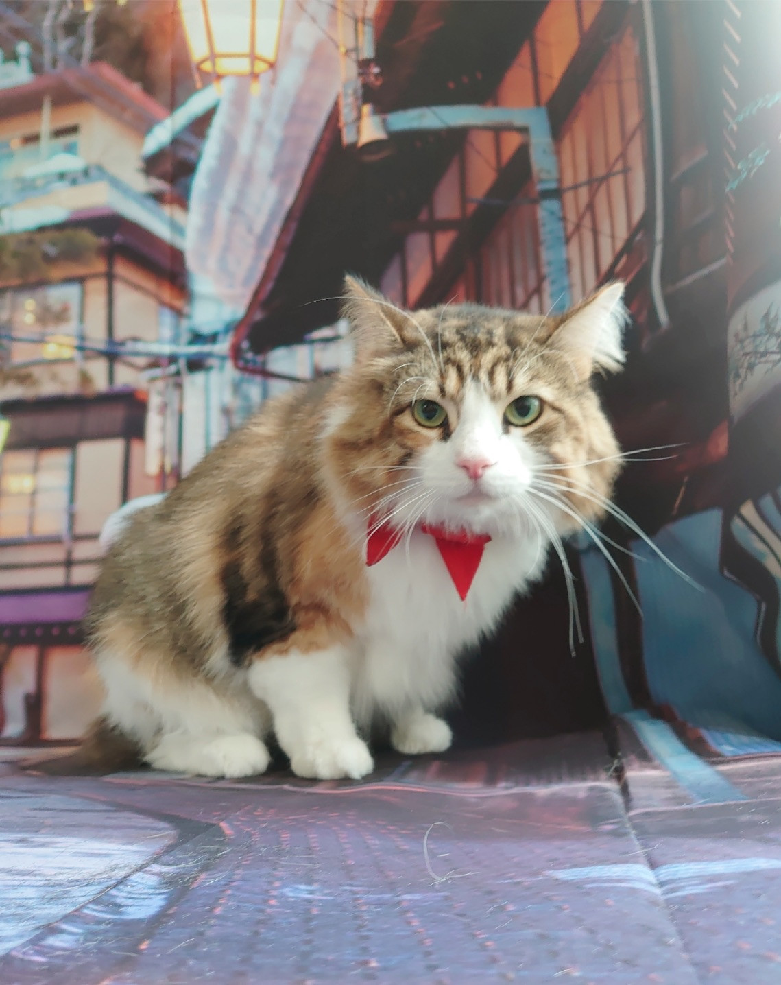 ノルウェージャンのミニョンちゃん シャンプーコース お爪切り 足裏のカット 肛門周りのカット