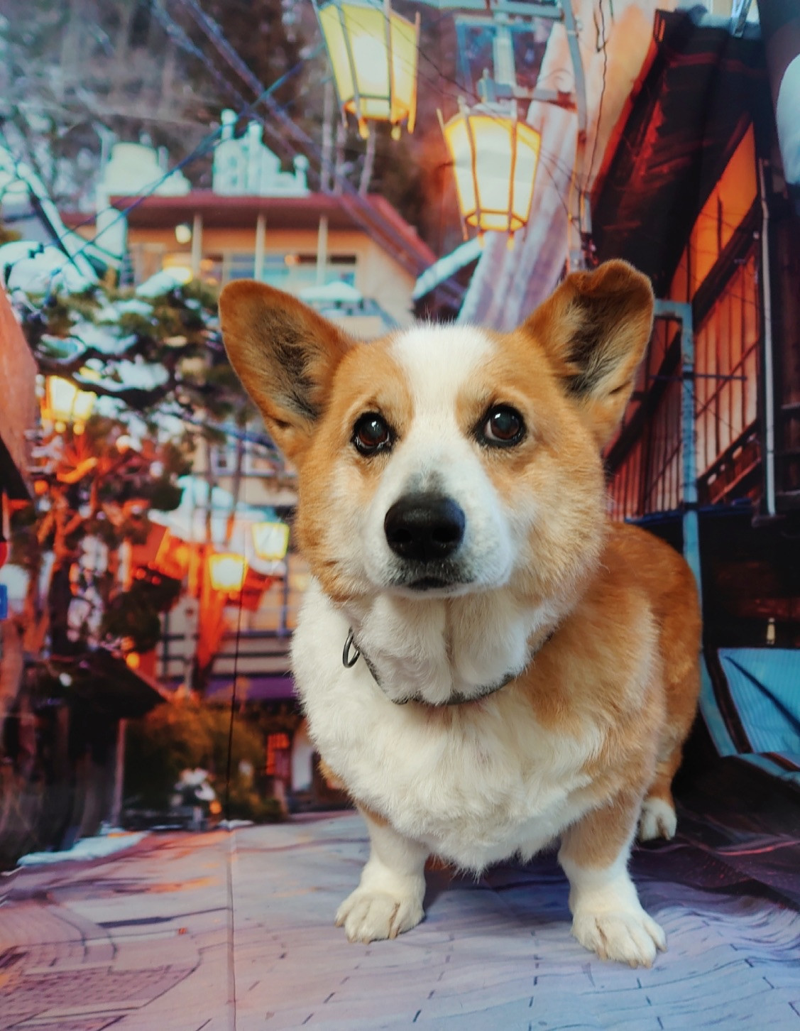 コーギーのロビーちゃん シャンプーコ ース