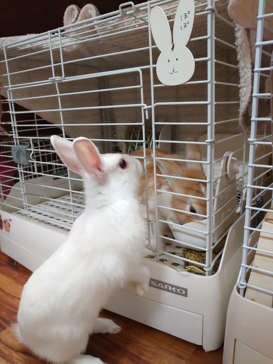 うさぎのぽぽちゃん&めめちゃん お泊まりの様子