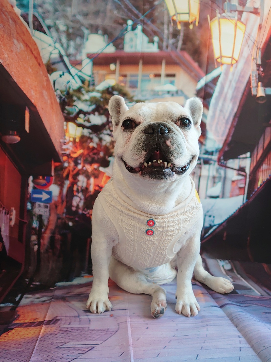 フレブルのハジメちゃん グルーミングコース