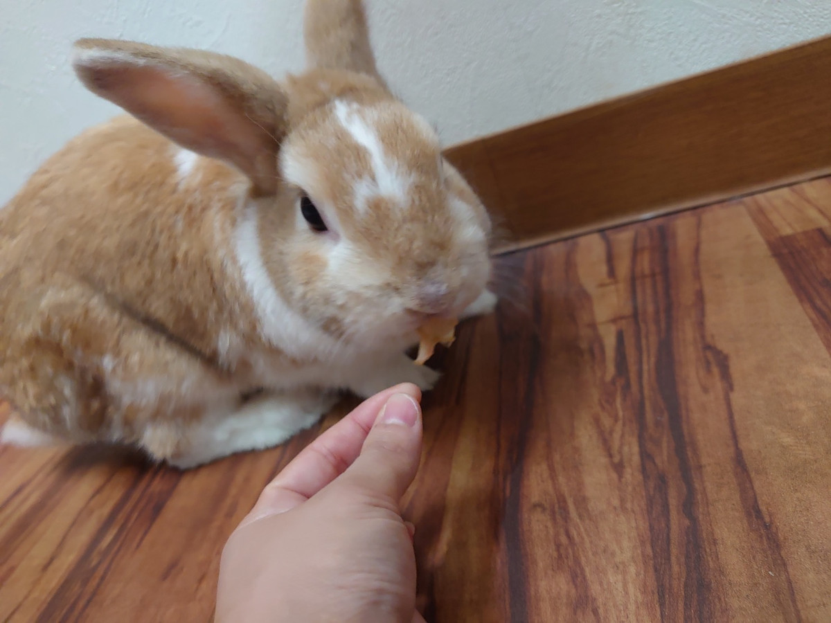 うさぎのぽぽちゃん&めめちゃん お泊まりの様子