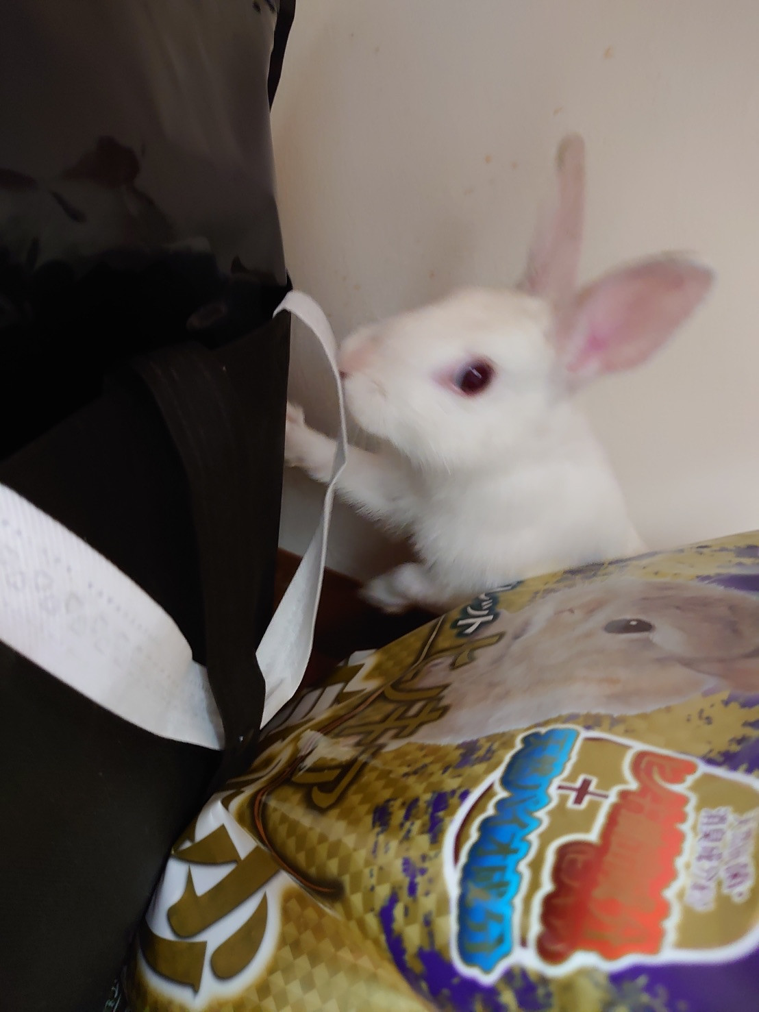 うさぎのぽぽちゃん&めめちゃん お泊まりの様子