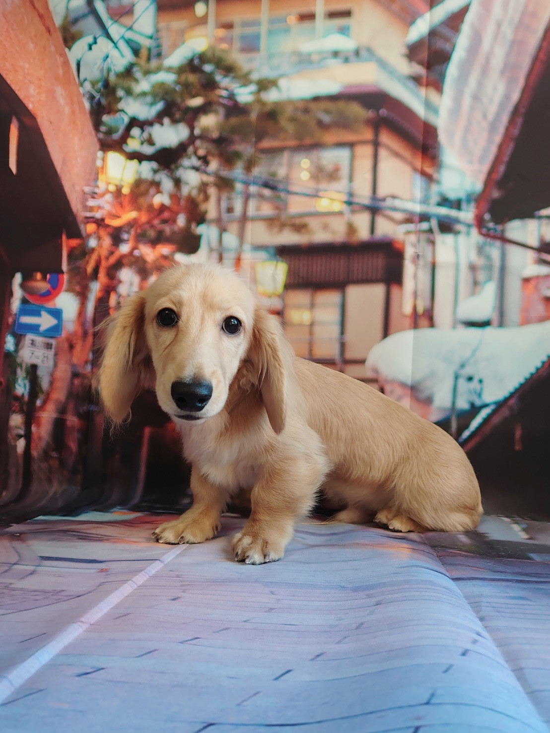 カニヘンダックスのゆずちゃん グルーミングコース