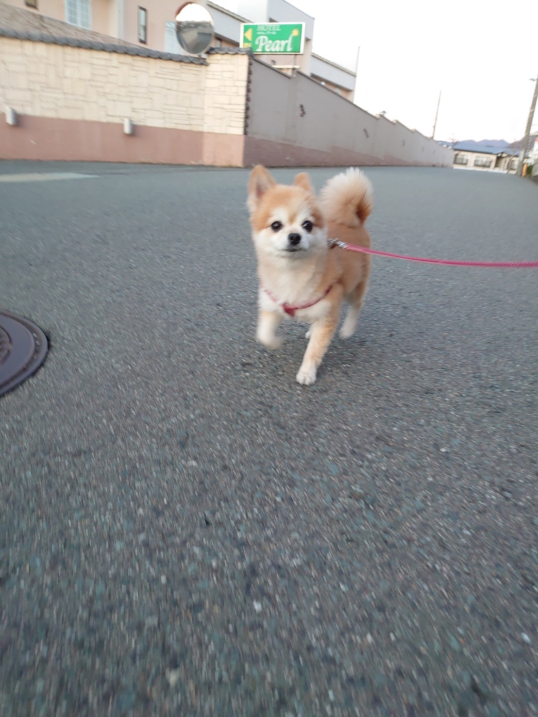 MIXの虎徹ちゃん お泊まりの様子