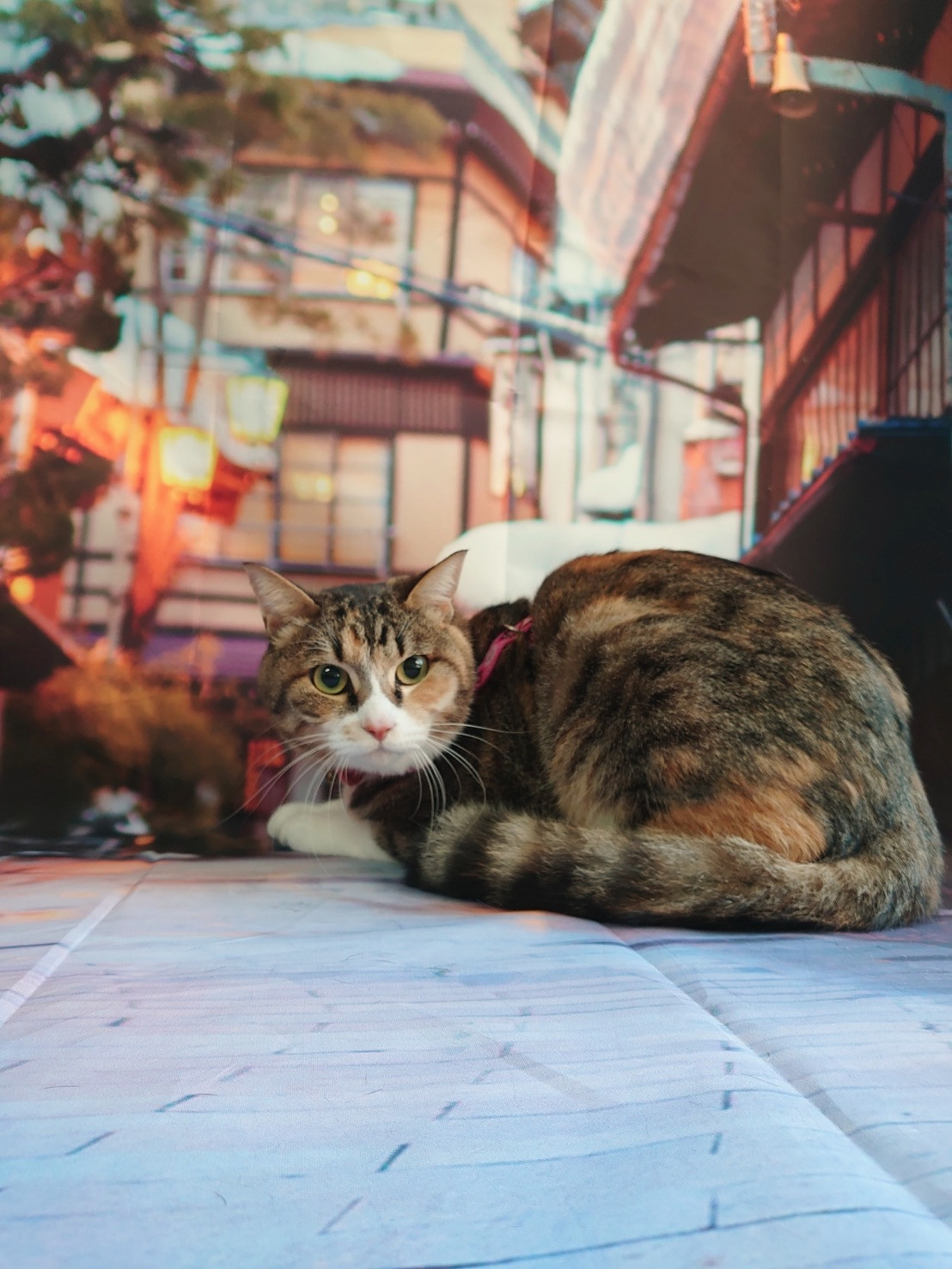 猫のマルちゃん お爪切り