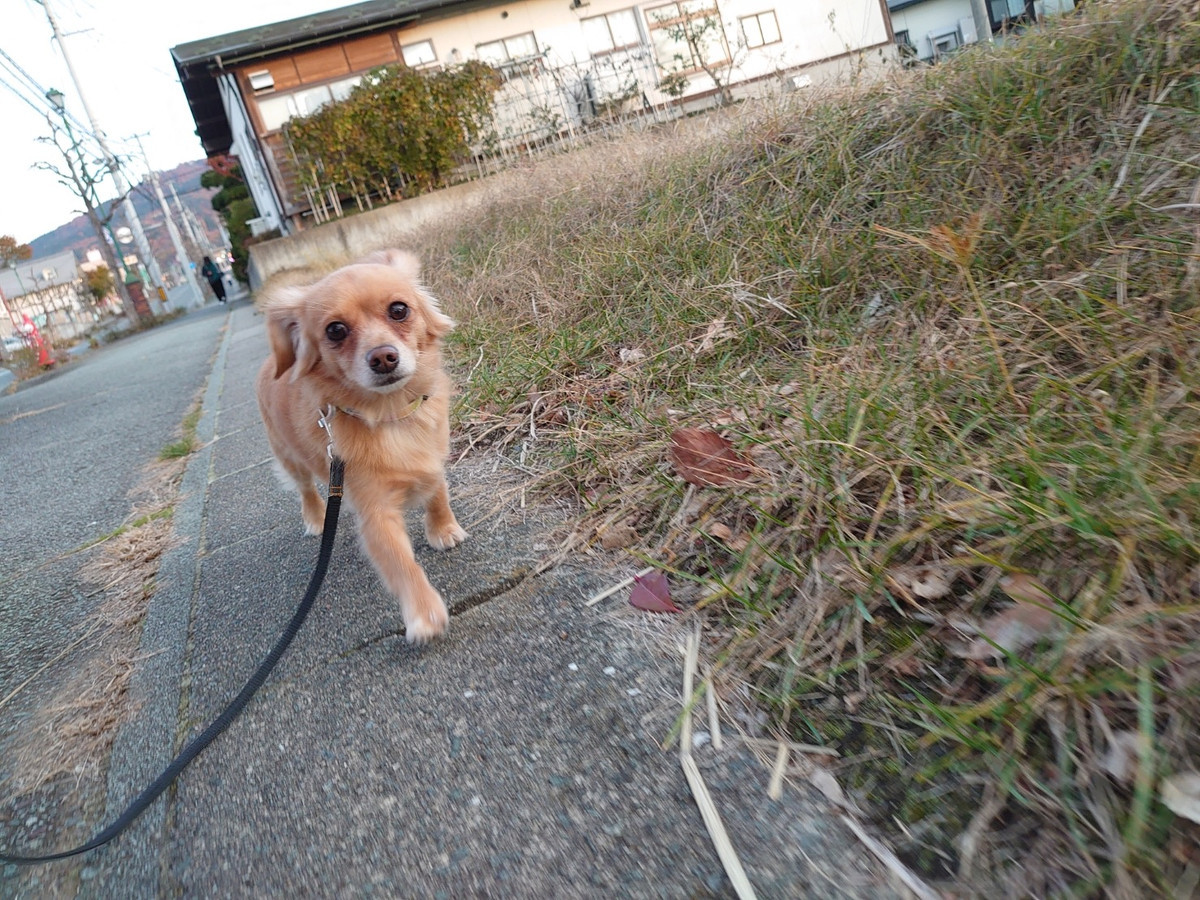 チワワ×ダックスのメルちゃん お泊まりの様子