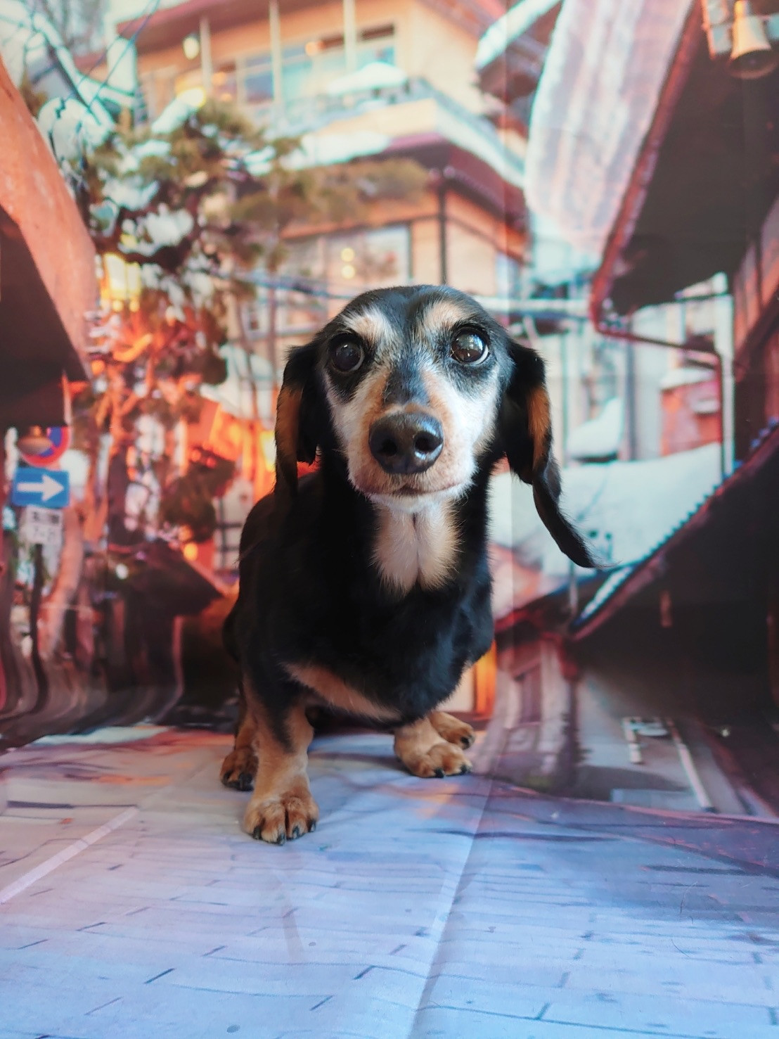 ダックスのりくちゃん グルーミングコ ース