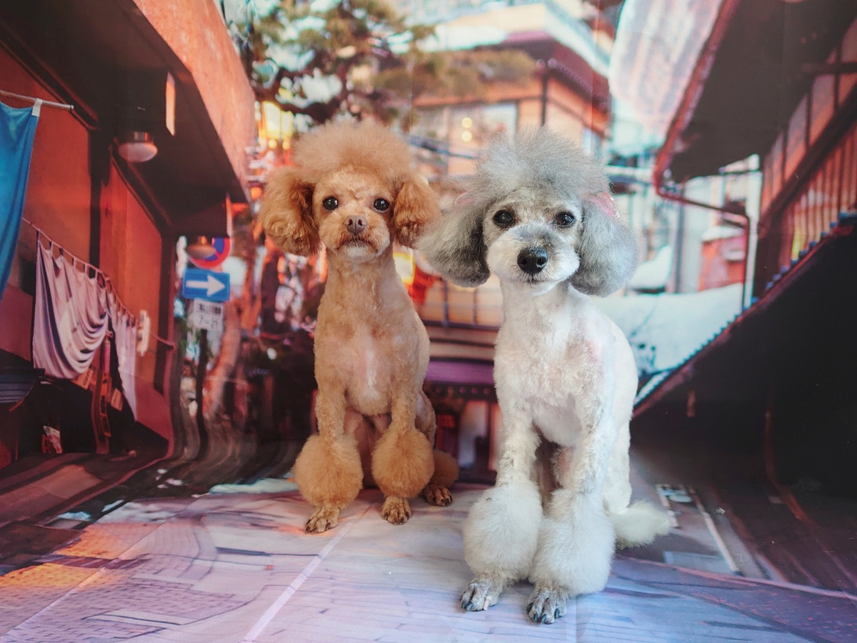 プードルのごんたちゃん&プータちゃん トリミングコース