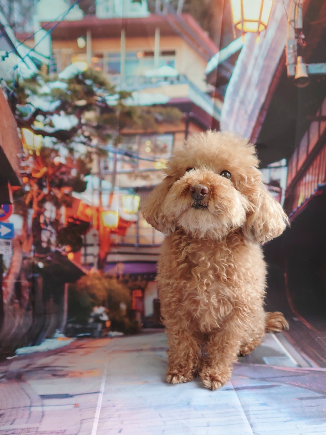 プードルのアンコちゃん 目周りカット