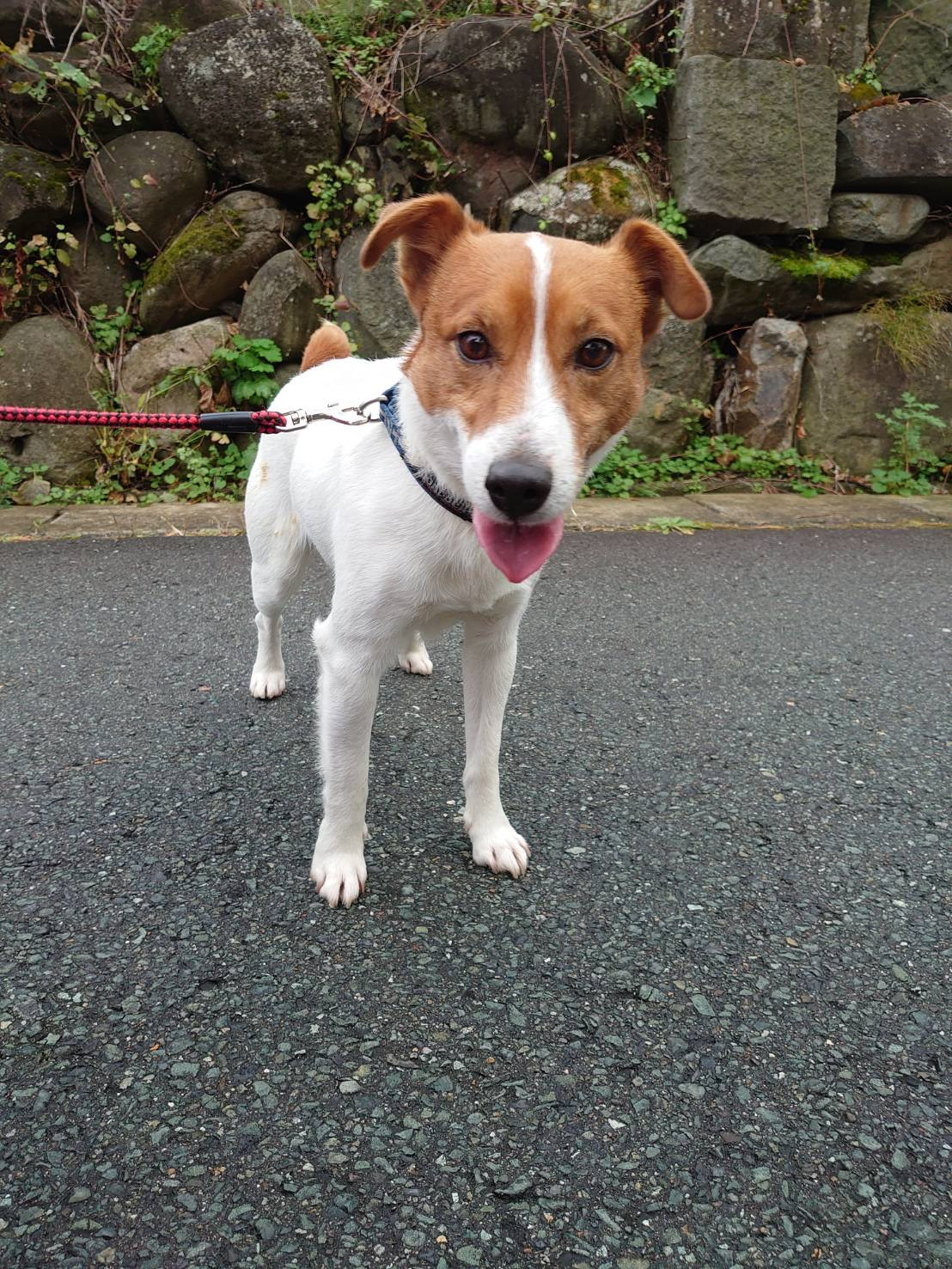 ジャックラッセルのマロンちゃん お泊まりの様子