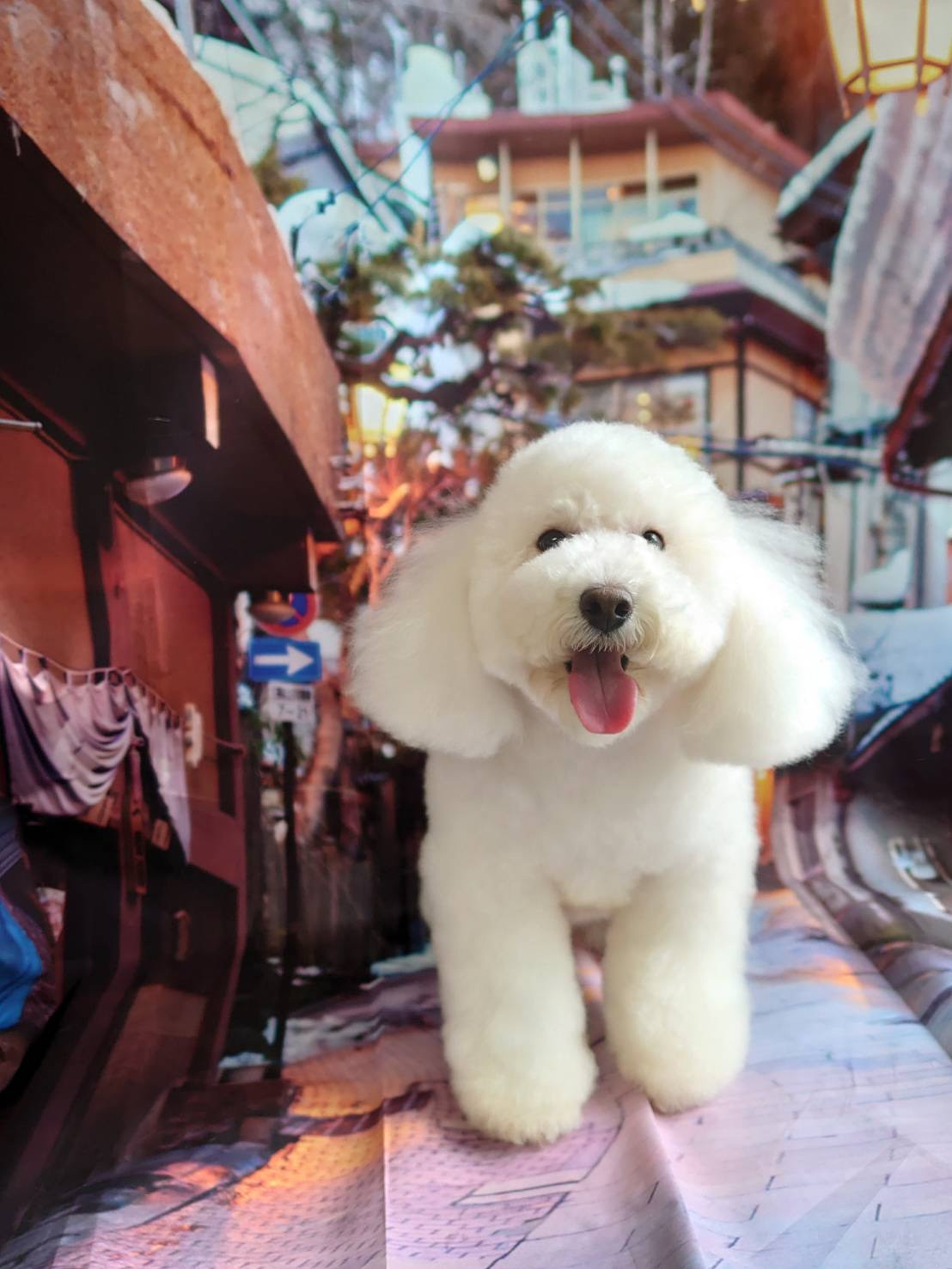 プードルの詩乃ちゃん シャンプーコース