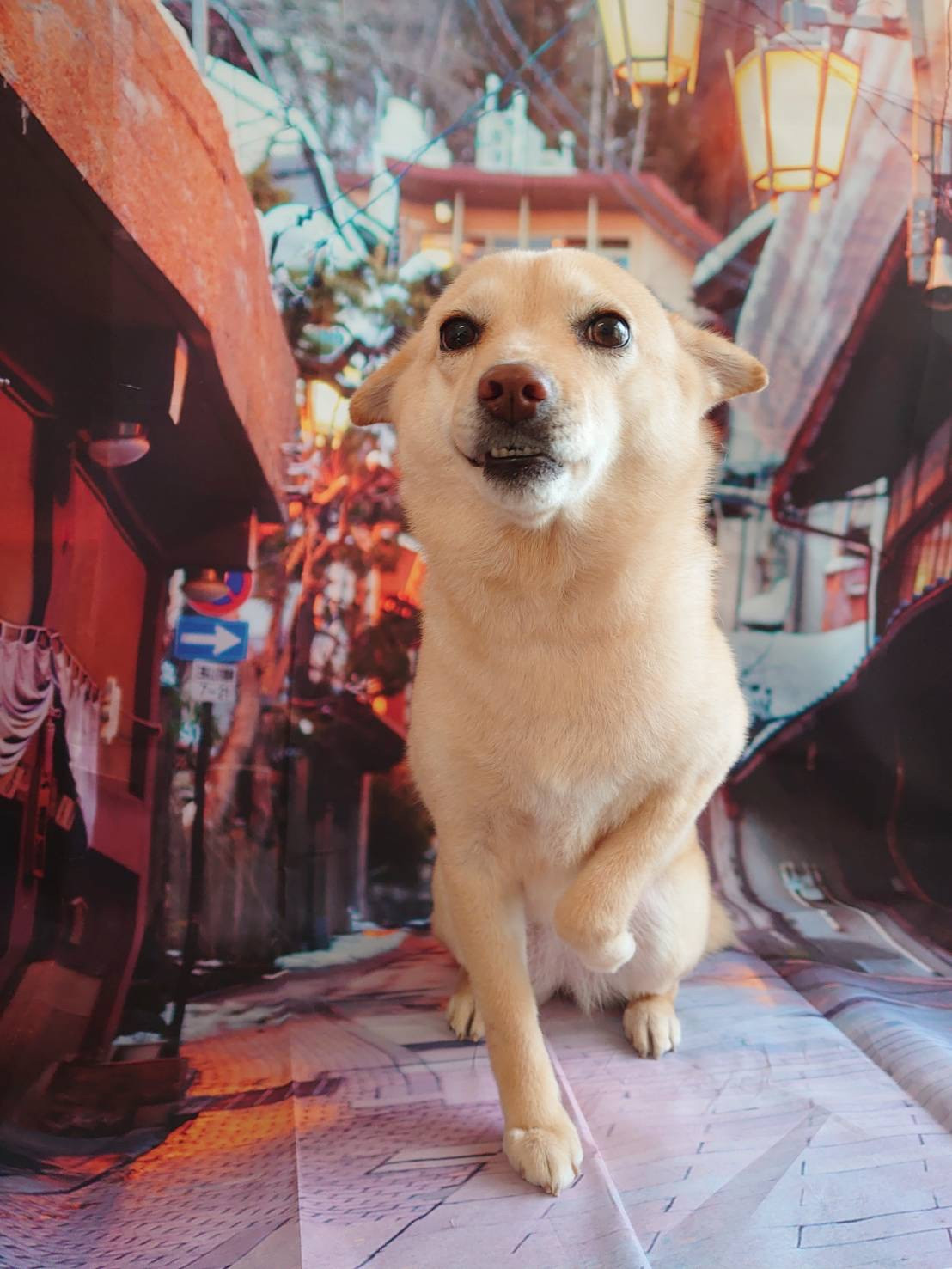 MIXのチャーリーちゃん グルーミングコ ース