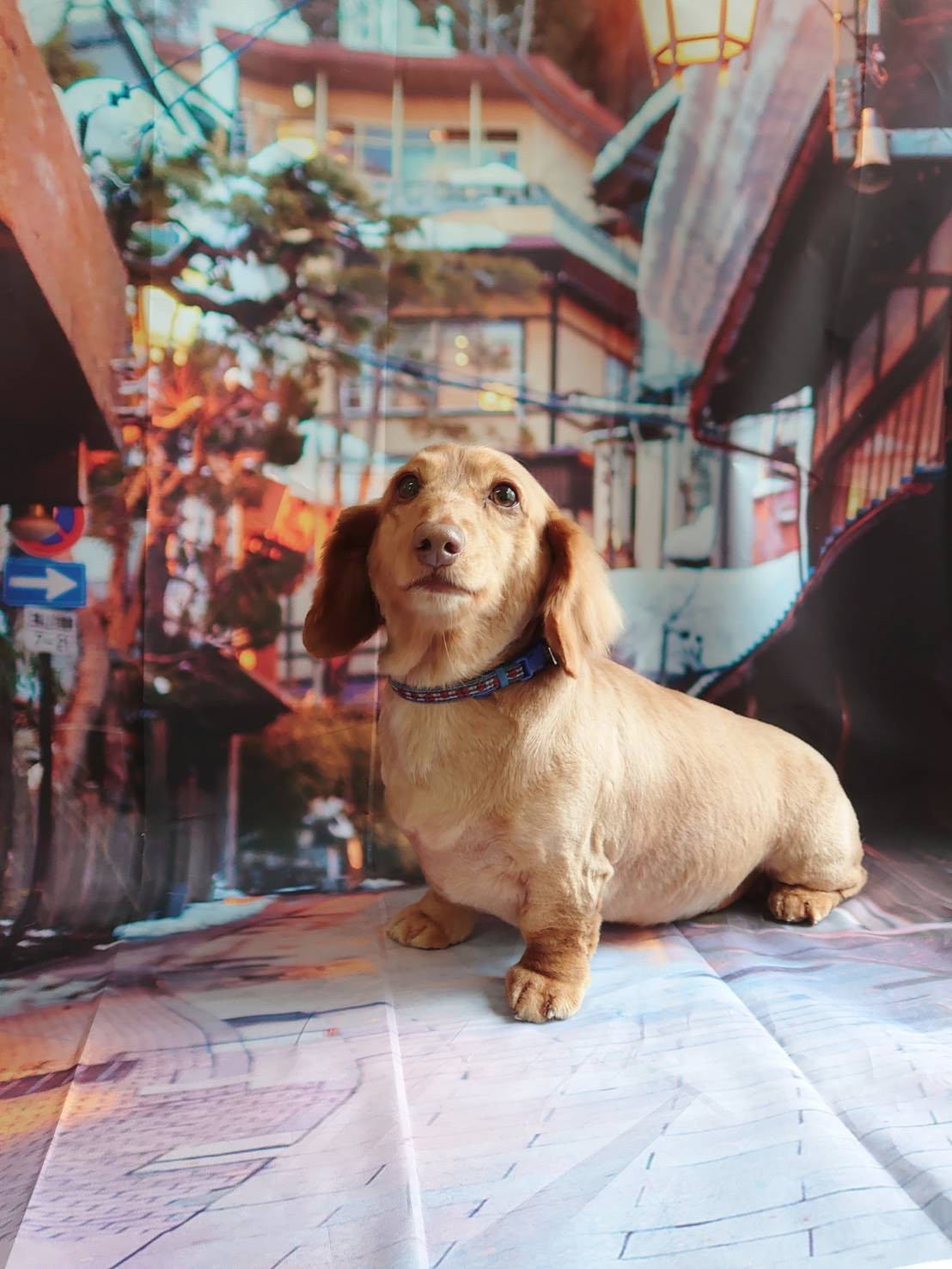 ダックスのコタローちゃん トリミングコース