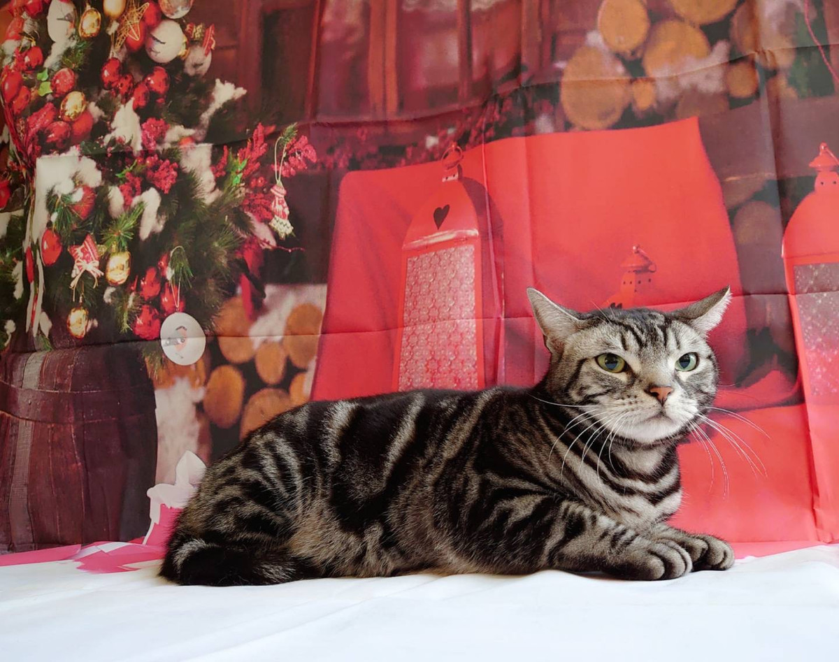 アメリカンショートヘアのチョコちゃん シャンプーコース お爪切り お耳掃除