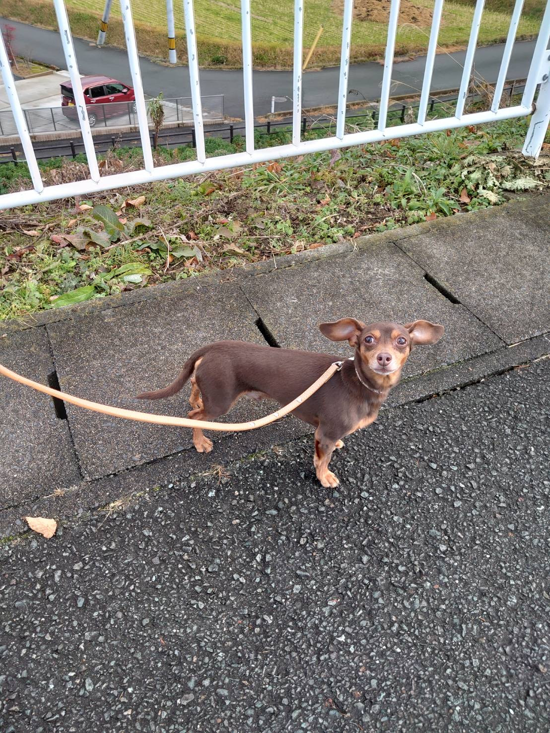 MIXのガクちゃん お泊まりの様子