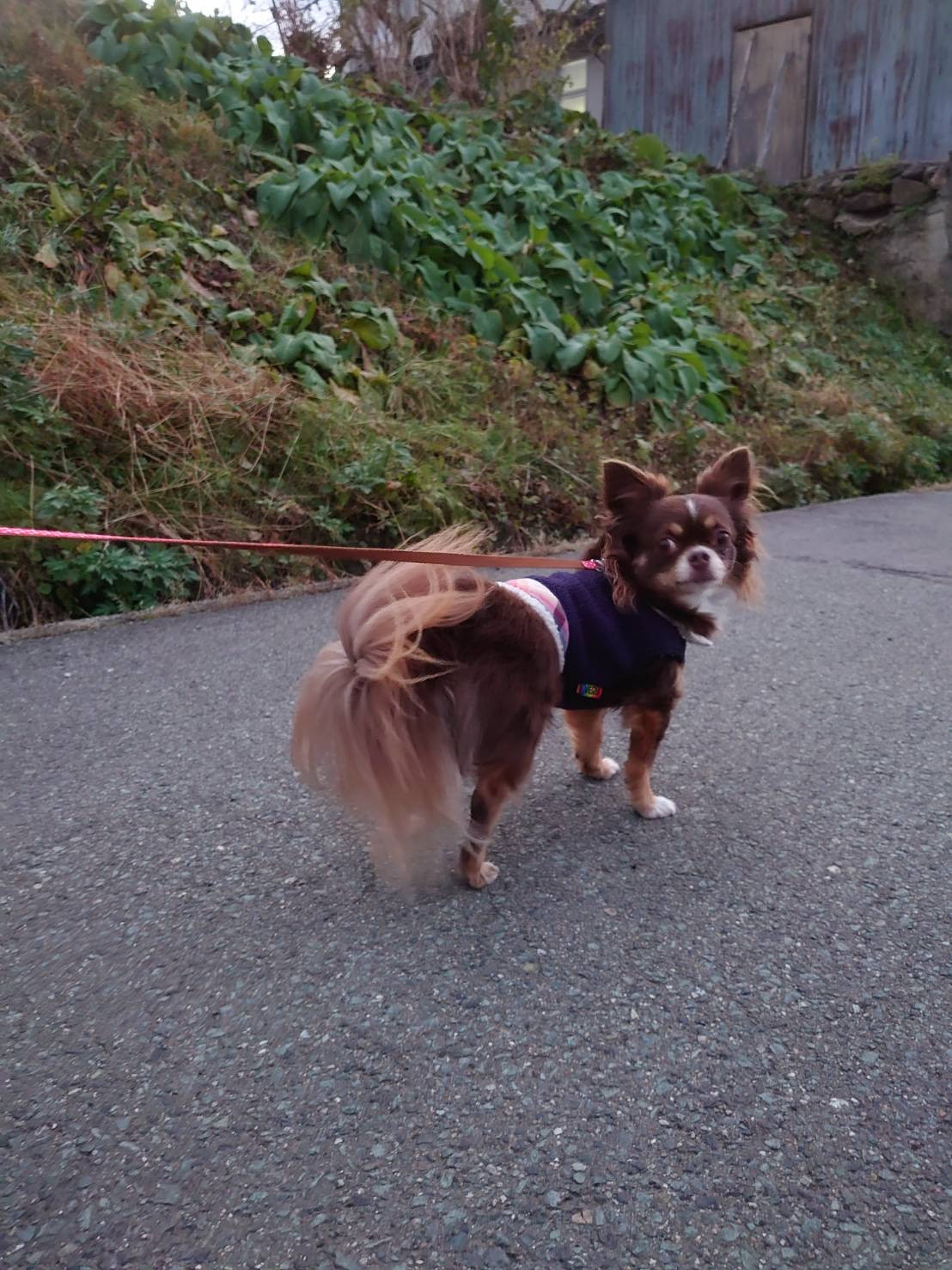 チワワのココちゃん お泊まりの様子
