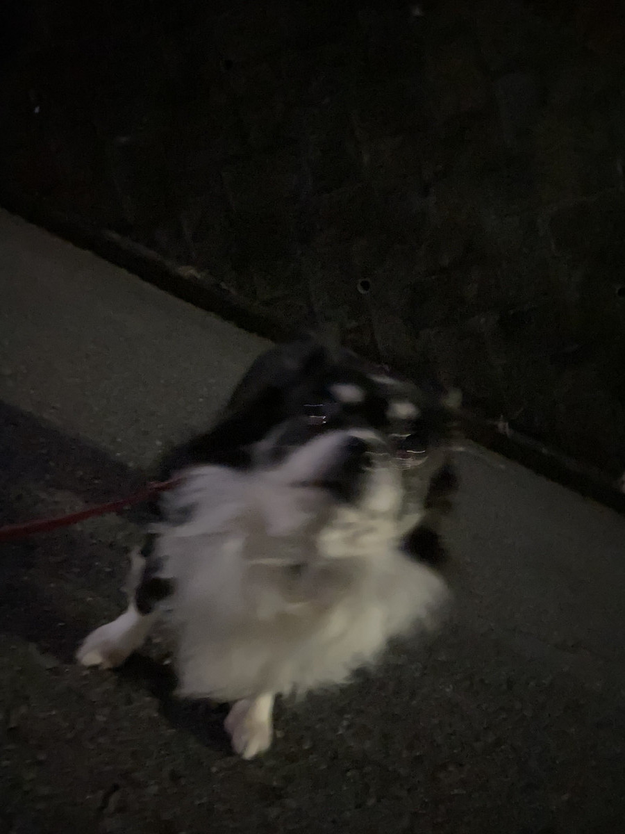 チワワのまるおちゃん お泊まりの様子