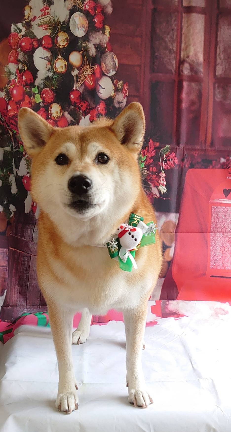 柴のモモちゃん グルーミングコース 炭酸泉