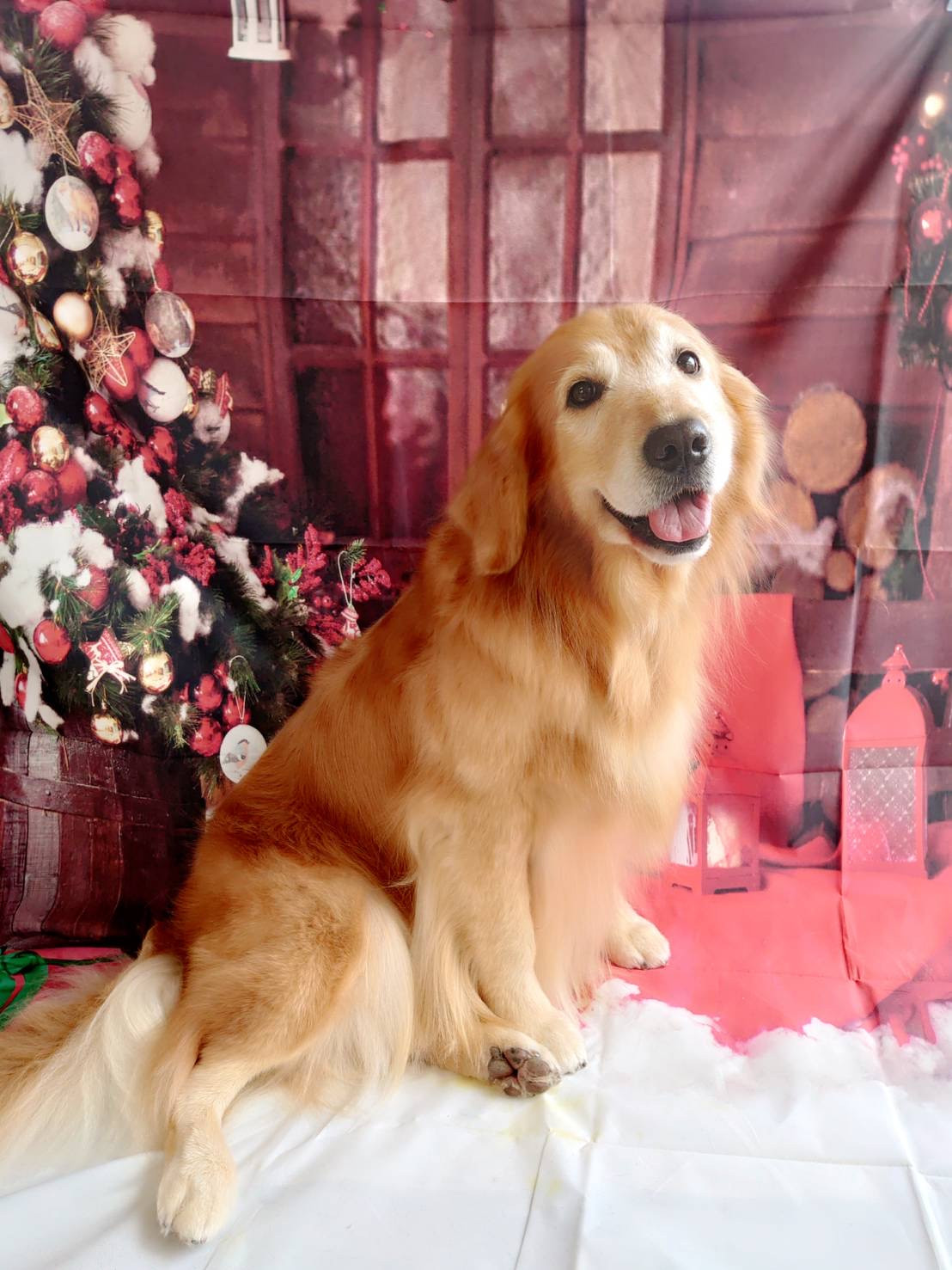 ゴールデンのマルちゃん グルーミングコース