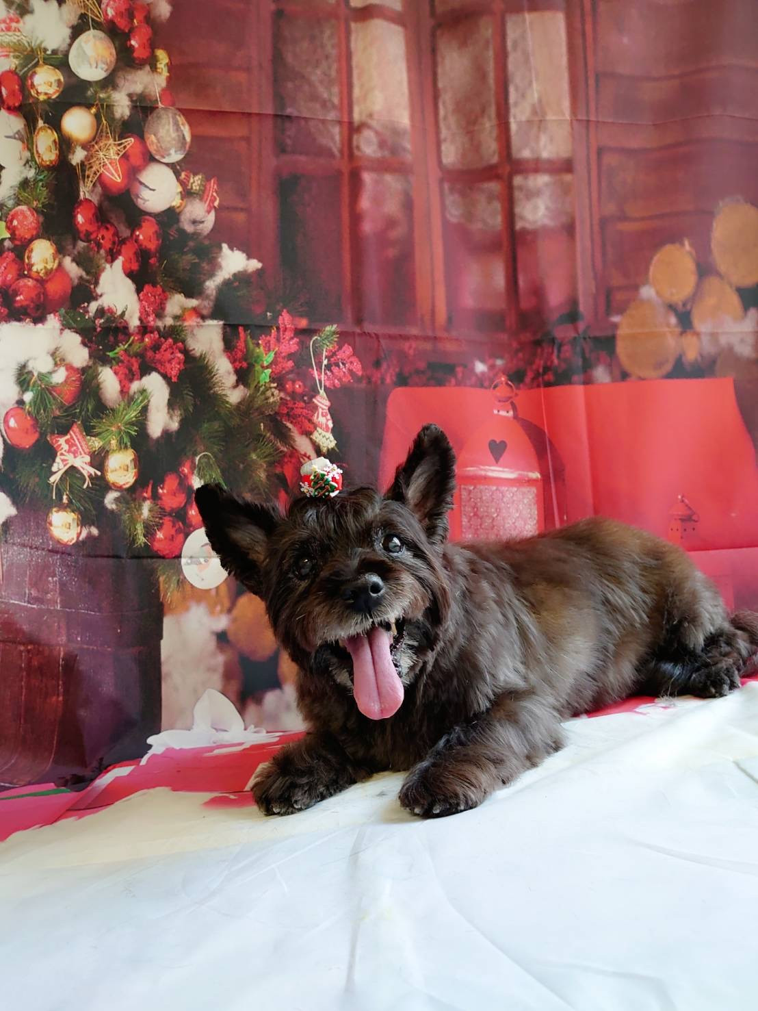 ケアーンのモモちゃん トリミングコース