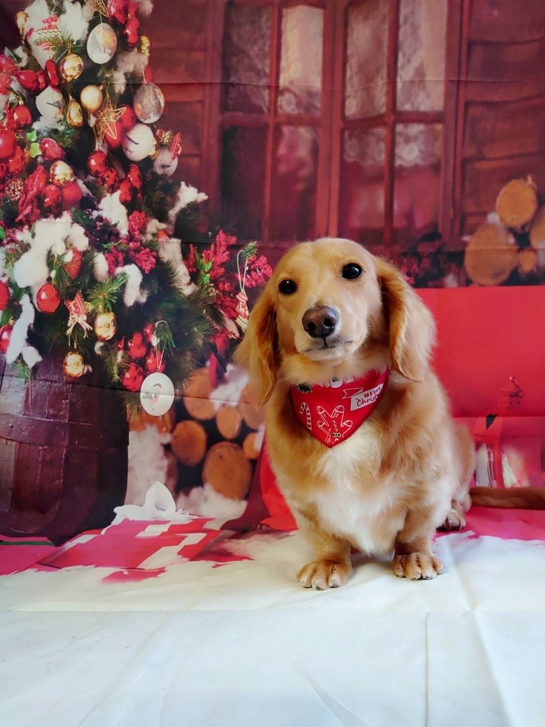 ダックスのモカちゃん グルーミングコース 部分カット デンタル