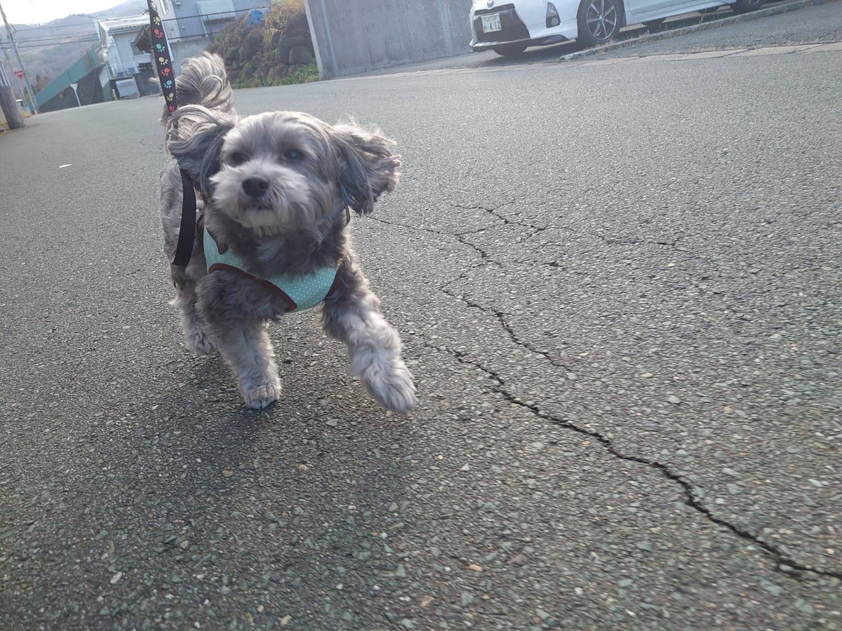 MIXのLUNAちゃん お泊まりの様子