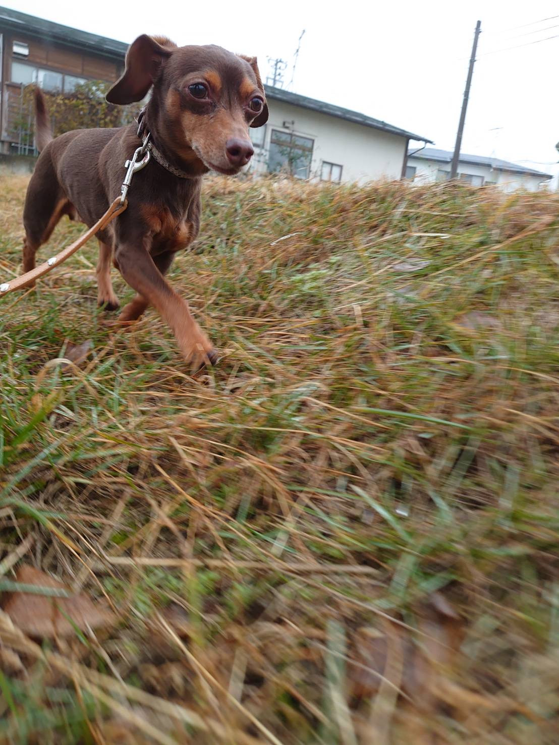 MIXのガクちゃん お泊まりの様子