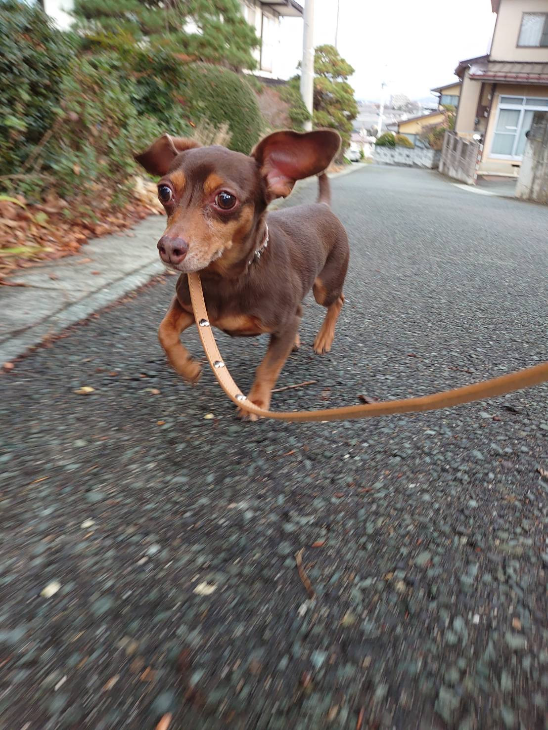 MIXのガクちゃん お泊まりの様子