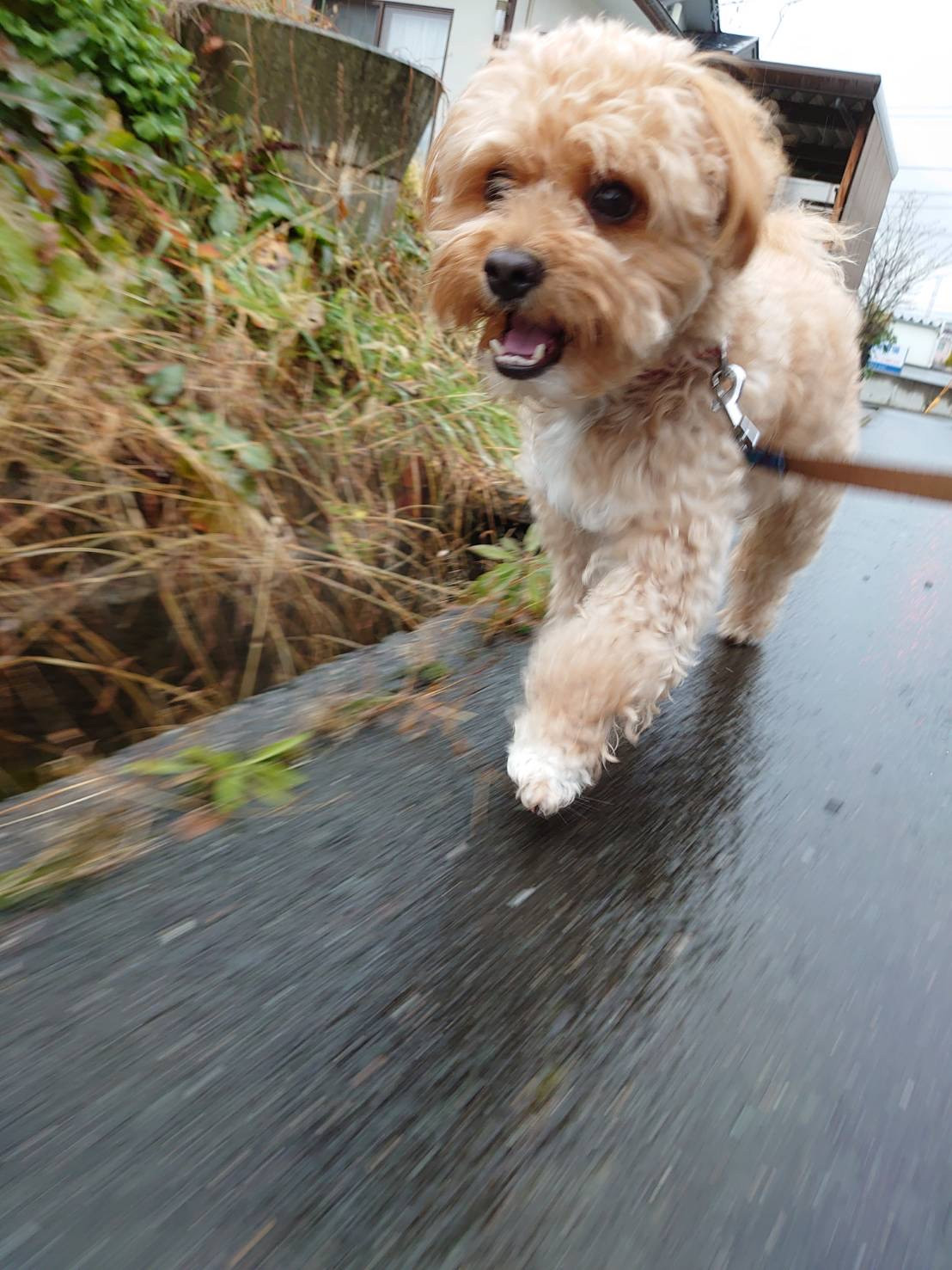 MIXのロンちゃん お泊まりの様子