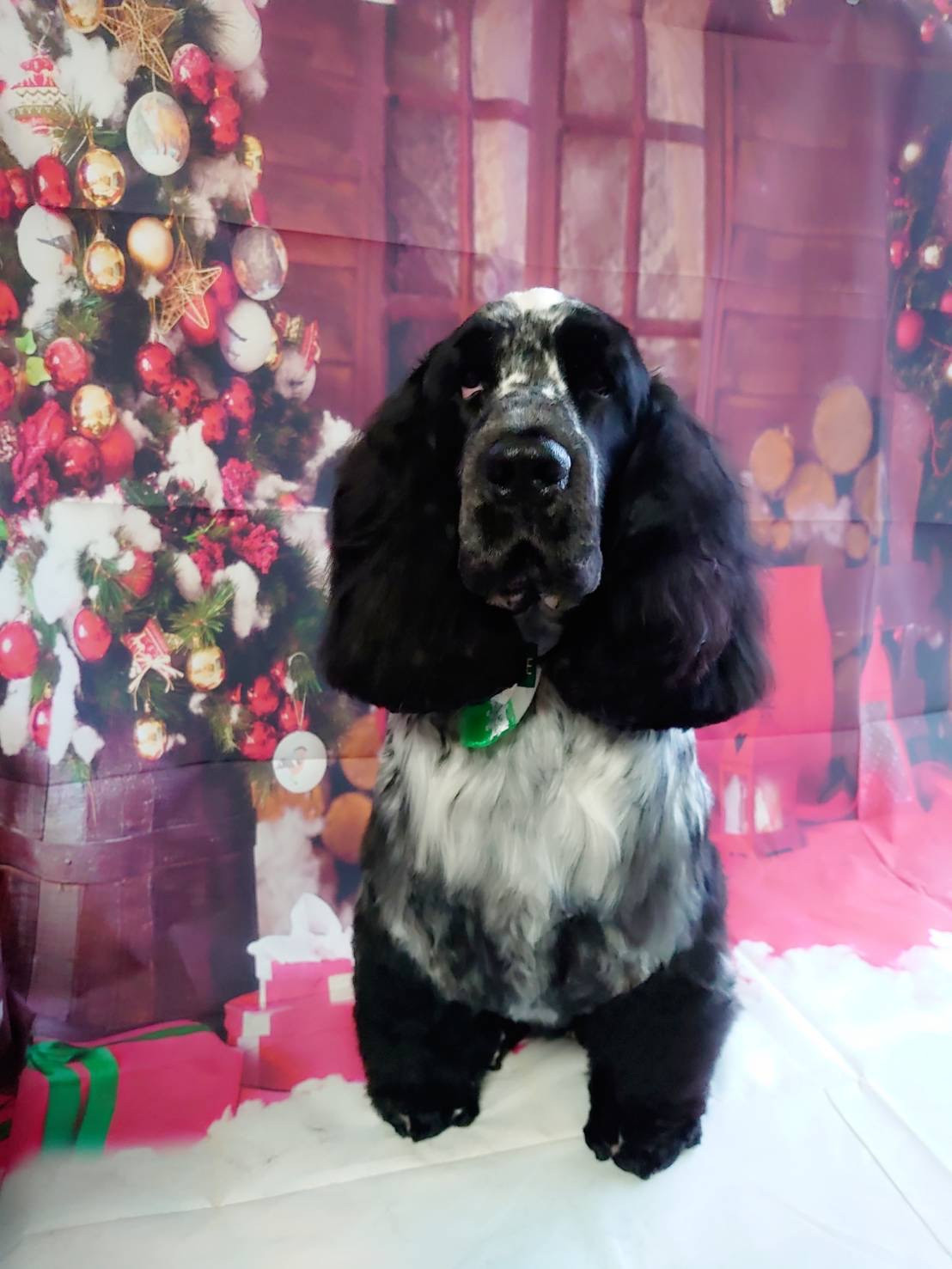 イングリッシュコッカーのWillちゃん トリミングコース