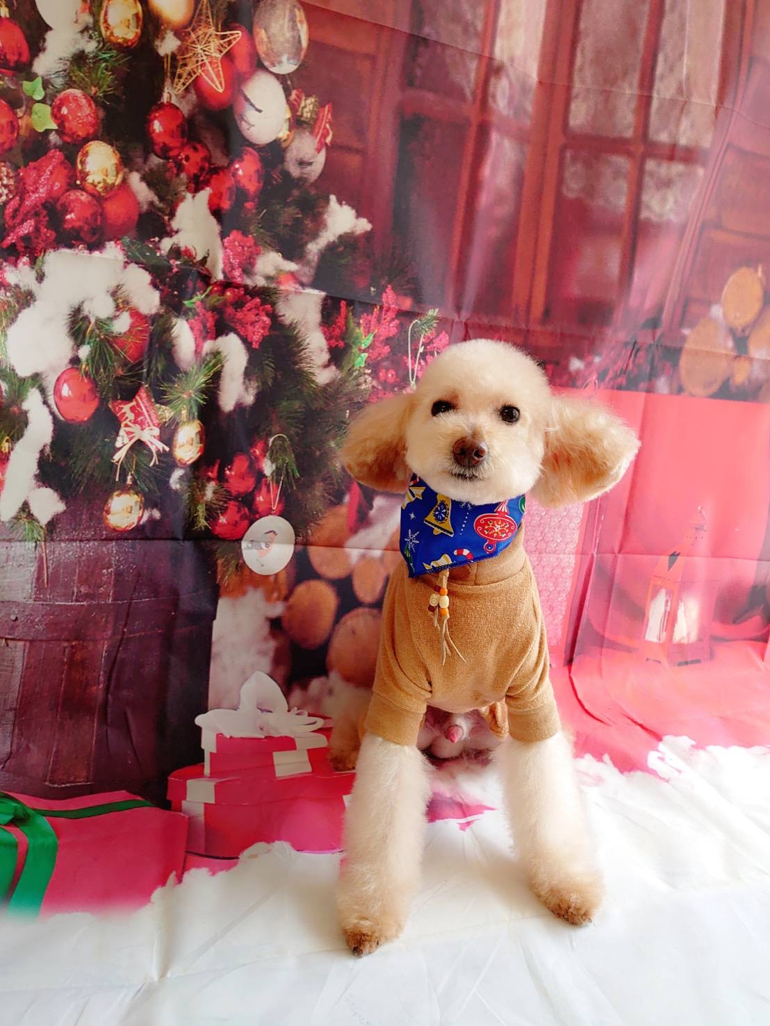 プードルのポップルちゃん&MIXのボリスちゃん トリミングコース