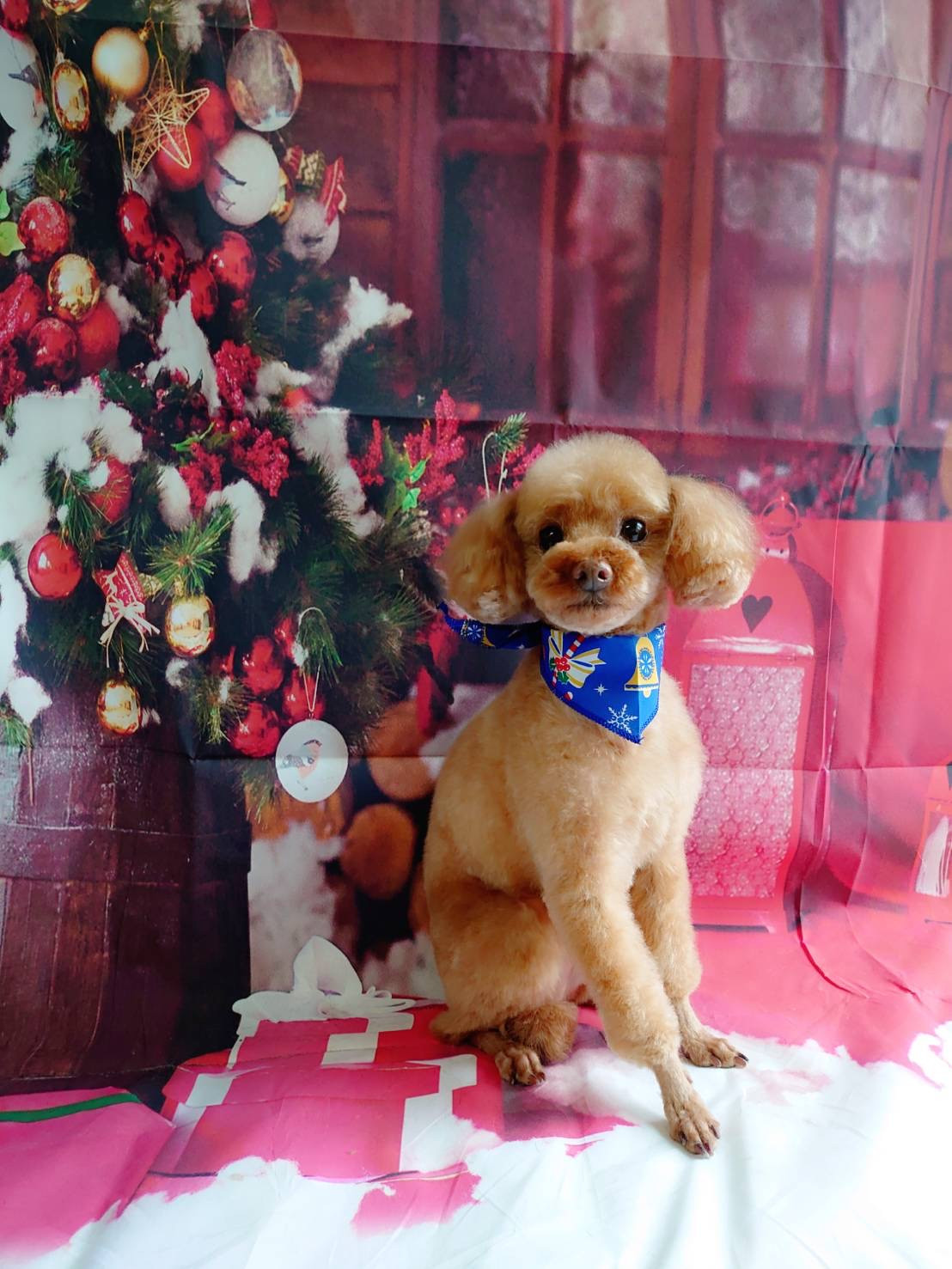 プードルのジョンちゃん トリミングコ ース