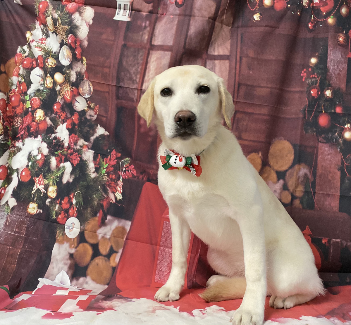 ラブラドールのはなちゃん グルーミングコース