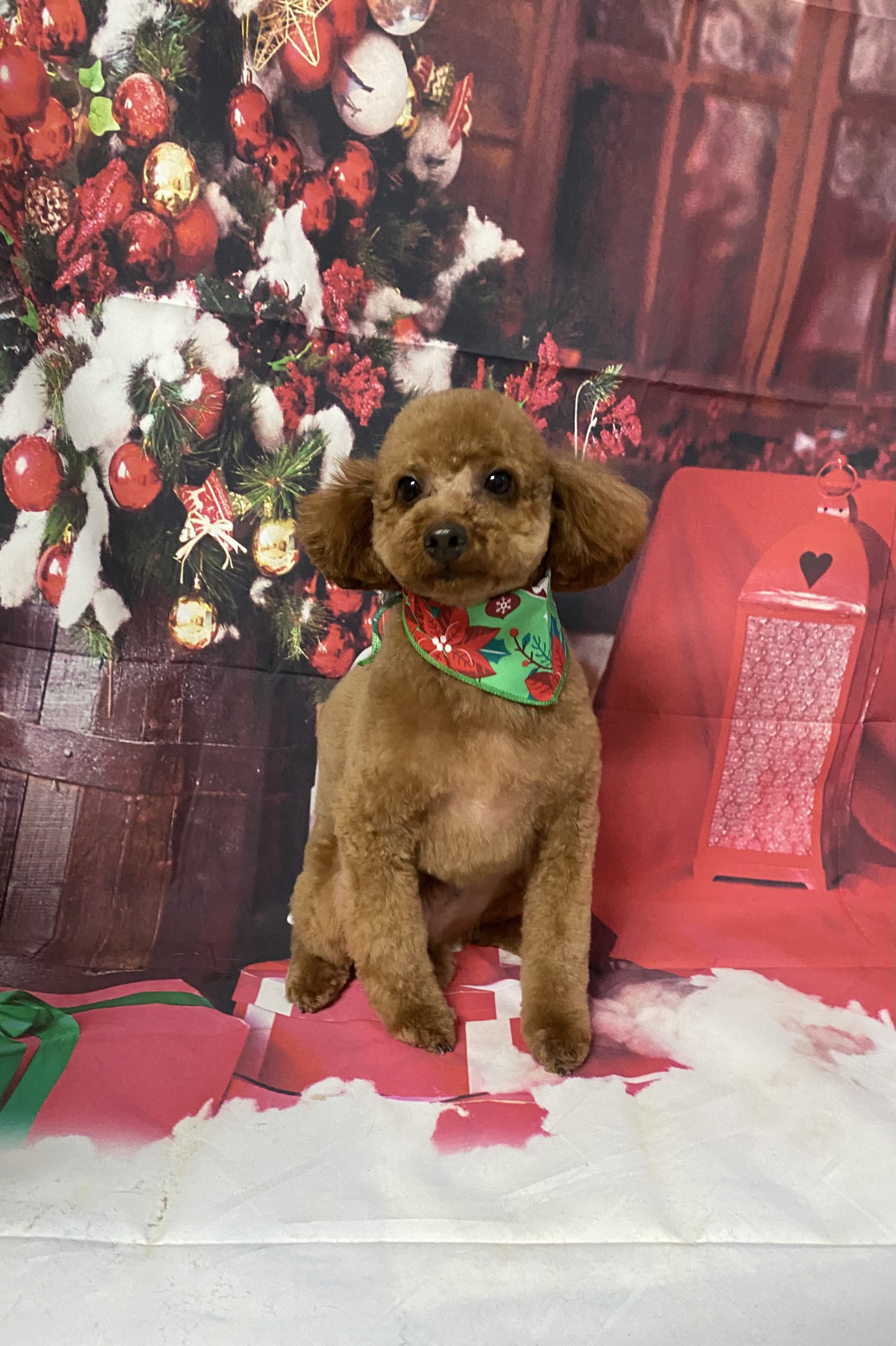 プードルのイヴちゃん トリミングコース