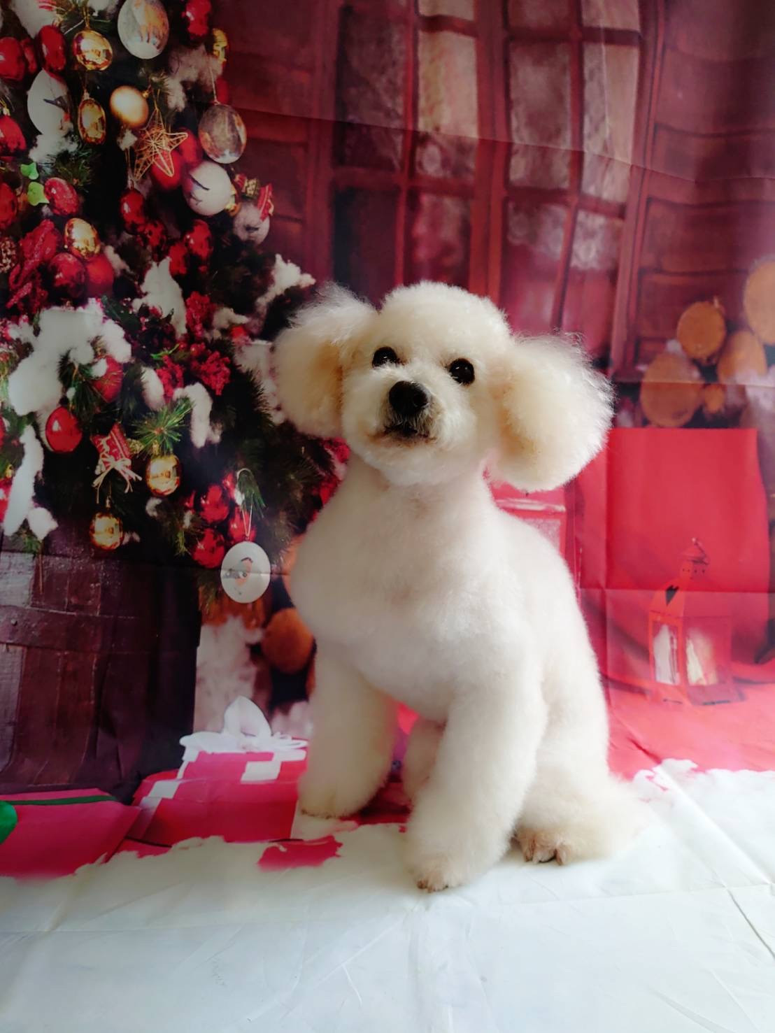 プードルのりゅうちゃん シャンプーコース