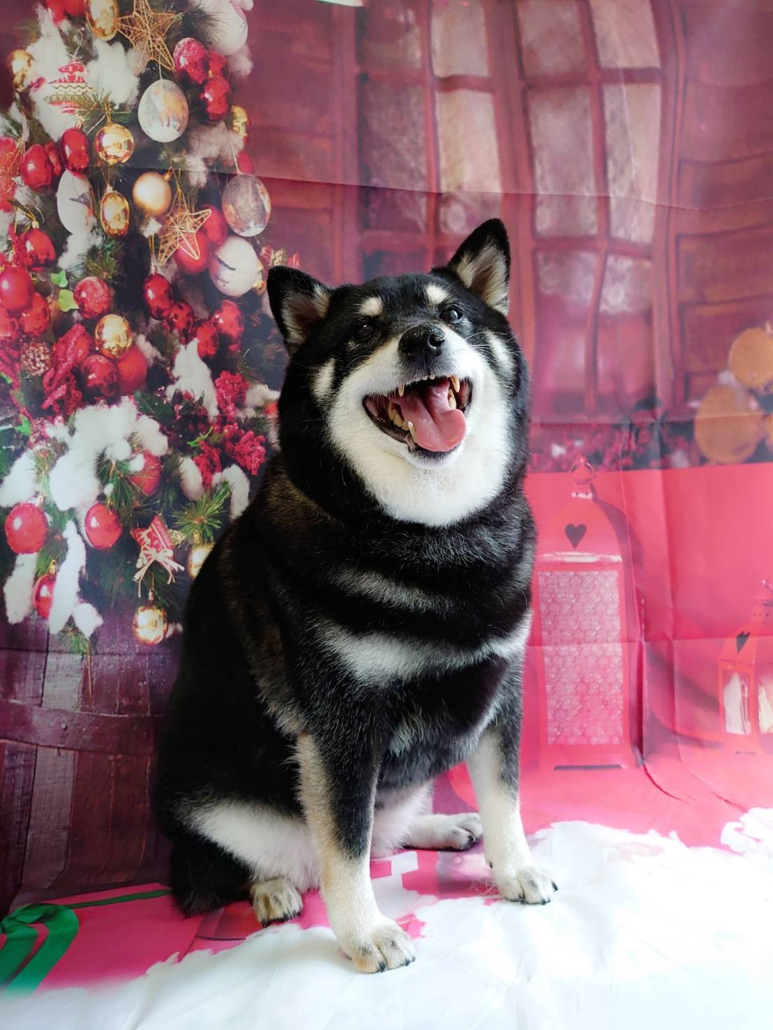 柴のりんちゃん グルーミングコース