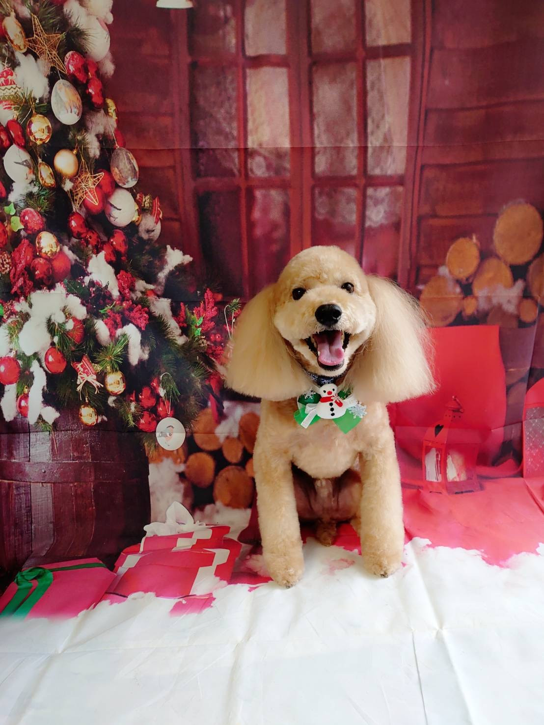 プードルのフクちゃん トリミングコース