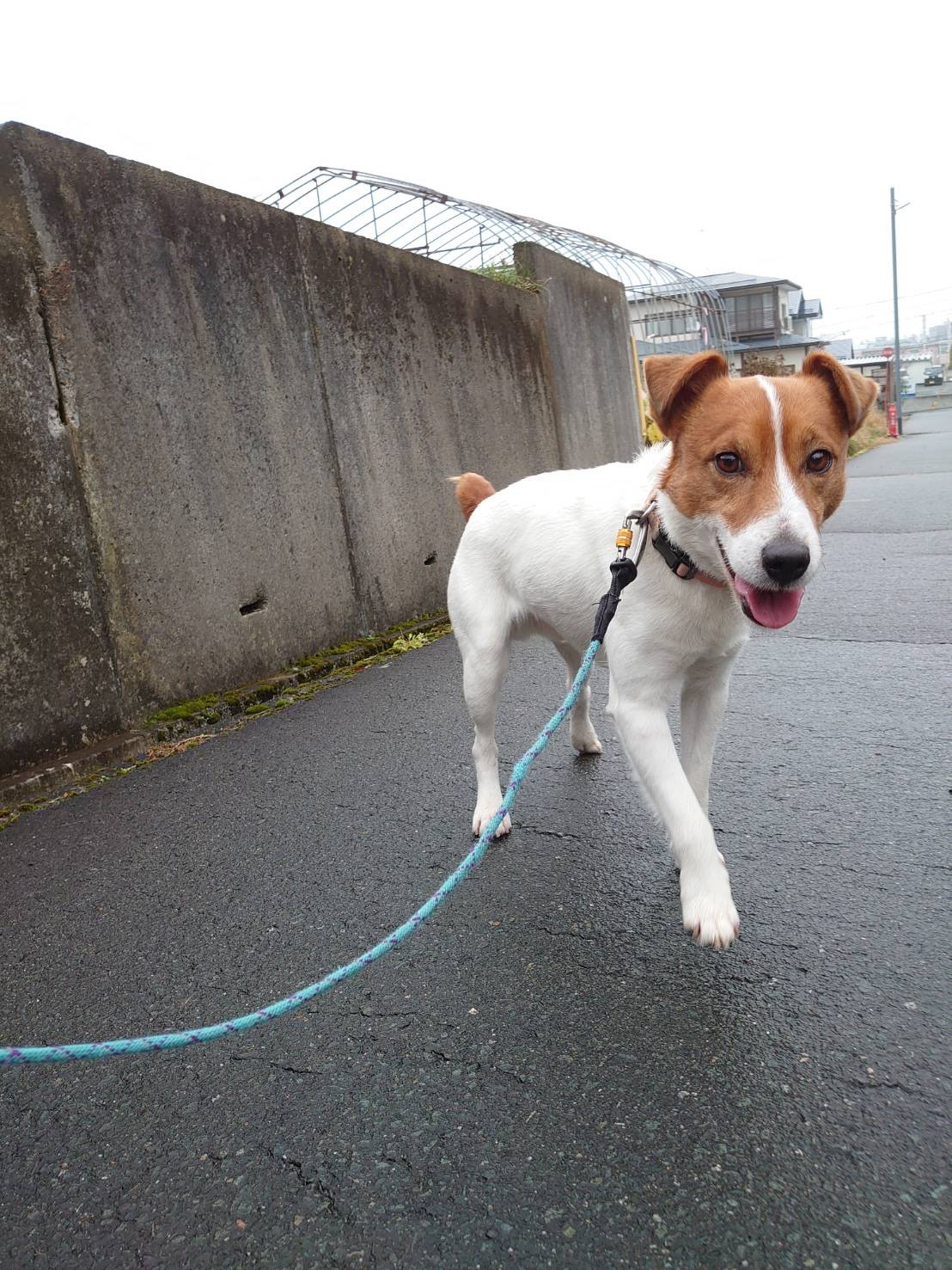 ジャックラッセルのマロンちゃん お泊まりの様子